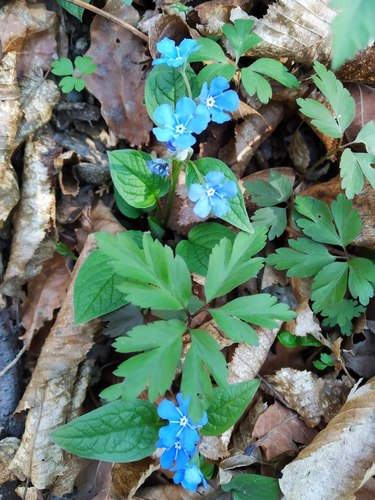 Lente herdenking — Bild 1