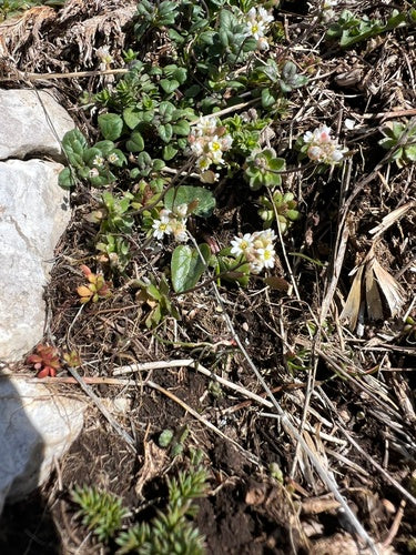 Lente honger bloemen — foto 3 van 10