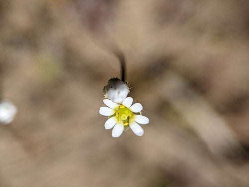 Lente honger bloemen — foto 5 van 10