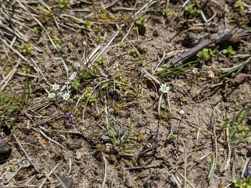 Lente honger bloemen — foto 4 van 10