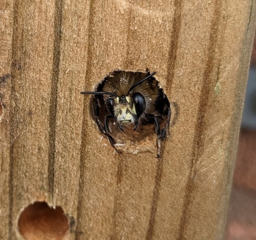 Lente bontbij — Bild 3