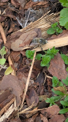 Lente bontbij — Bild 5