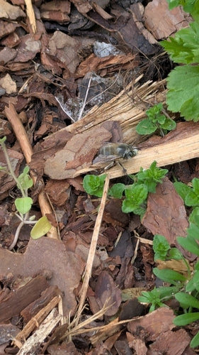 Lente bontbij — Bild 4