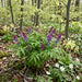 Frühlings-Platterbse (Lathyrus vernus) in Blüte im naturnahen Garten (KI-generiert)
