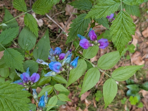 Lente platte erwt — foto 1 van 8