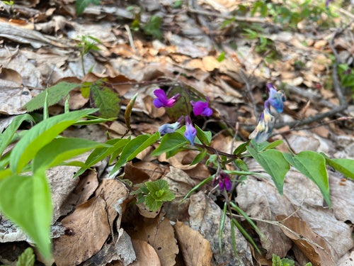 Lente platte erwt — foto 4 van 8