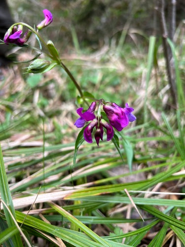 Lente platte erwt — foto 3 van 8