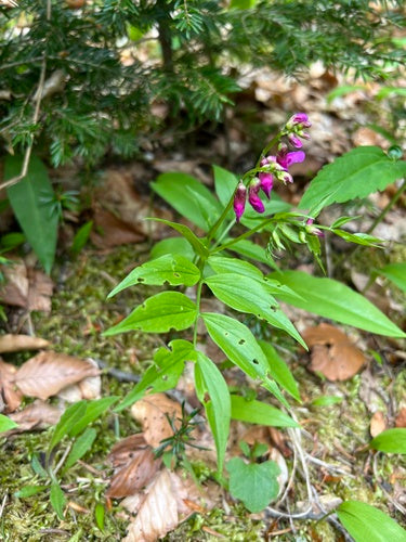 Lente platte erwt — foto 2 van 8