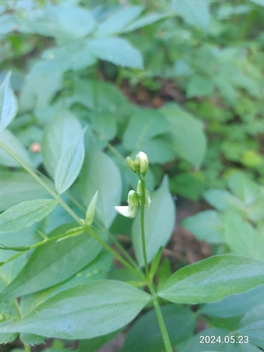 Lente platte erwt — foto 5 van 8
