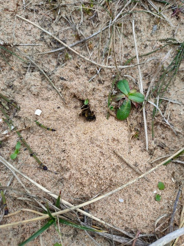 Lente zijden bij — Bild 3