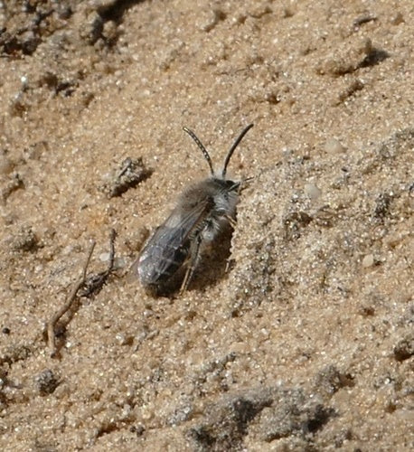 Lente zijden bij — Bild 4