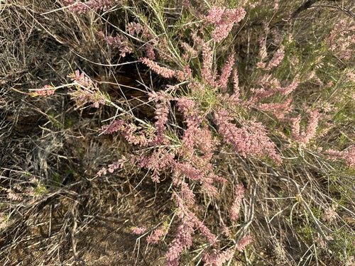 Lente tamarisk — Bild 5