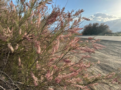 Lente tamarisk — Bild 4