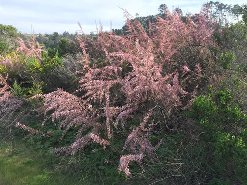 Lente tamarisk — Bild 3