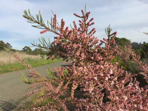 Lente tamarisk — Bild 2