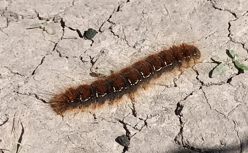 Lente Woolafter — Bild 5