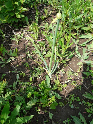 Lente-uitjes — Bild 3