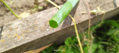 Lente-uitjes — Bild 5