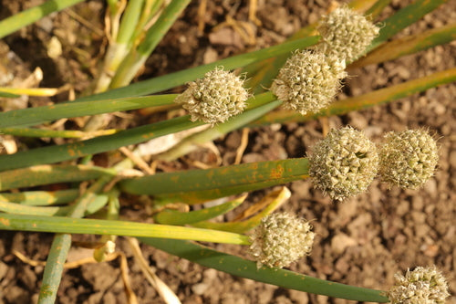 Lente-uitjes — Bild 2