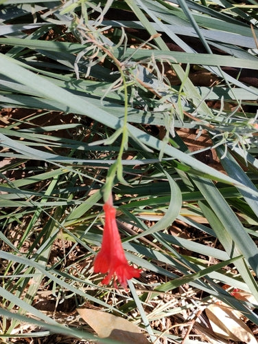 fuchsia — foto 5 van 12
