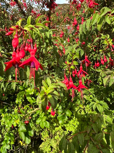 Fuchsia's — Bild 4