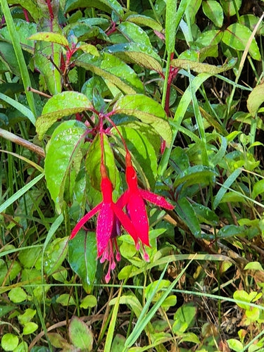 Fuchsia's — Bild 5