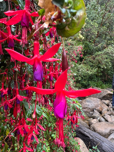 Fuchsia's — Bild 3