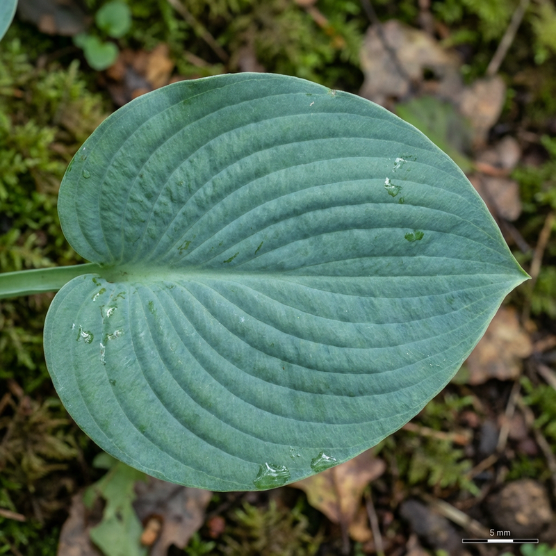 hosta's