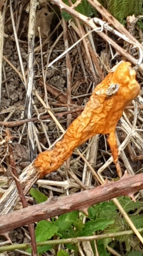 Fusarium — Bild 2