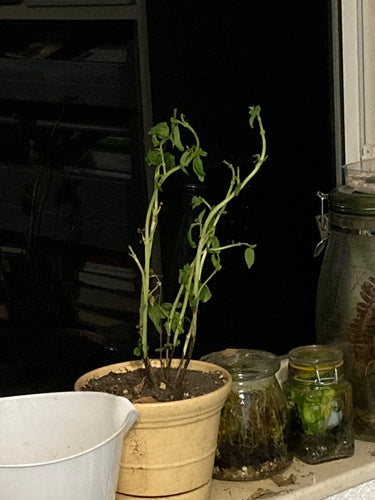 Fusarium oxysporum — Bild 1