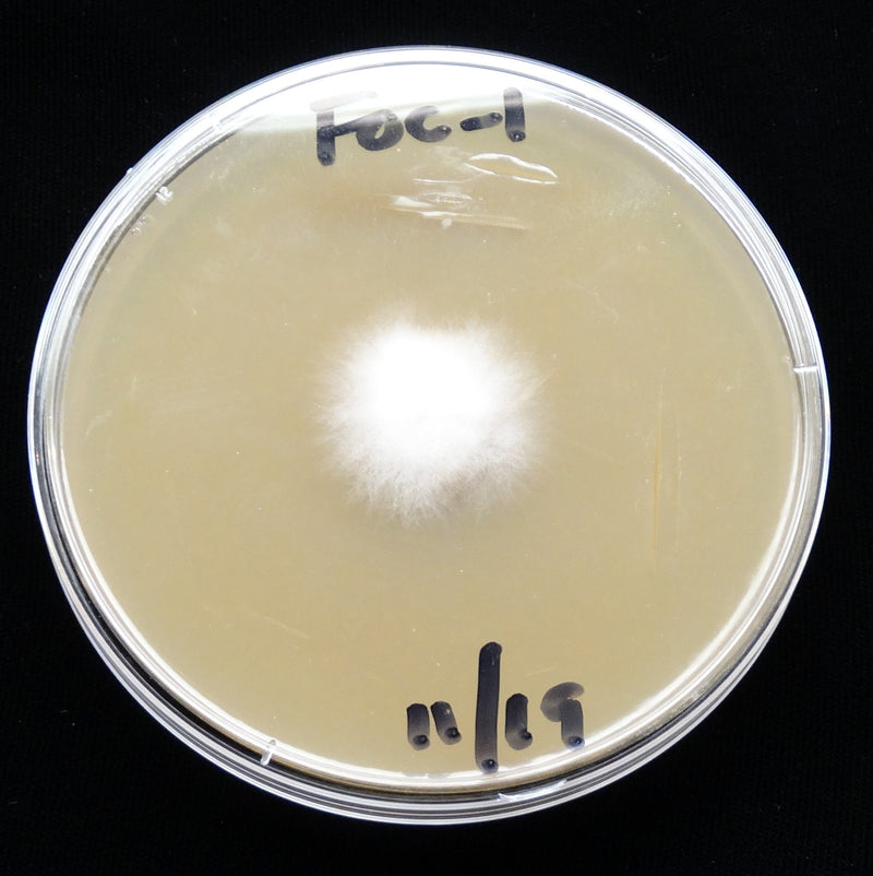 Fusarium — foto 3 van 8