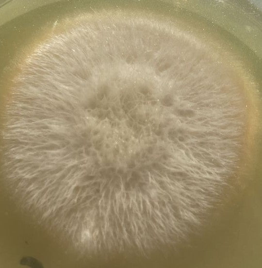 Fusarium — foto 2 van 8