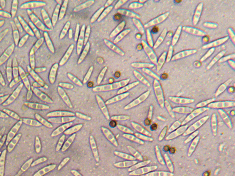 Fusarium — foto 1 van 8
