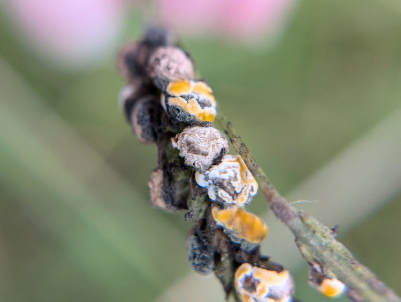 Fusarium — foto 4 van 8