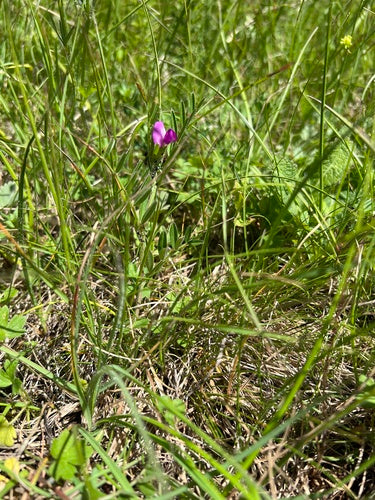 Voederwikke — Bild 3