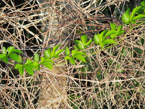 Gac-fruit — foto 4 van 8