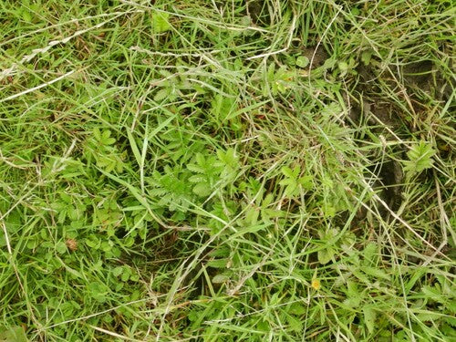 Gans wateraardbei — foto 2 van 37