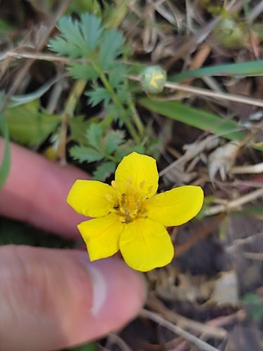 Gans wateraardbei — Bild 3