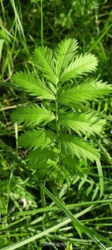 Gans wateraardbei — Bild 4