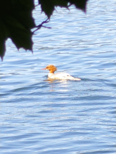 Goosander — foto 5 van 9