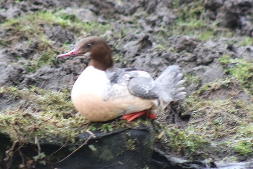 Goosander — foto 4 van 9