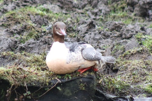 Goosander — foto 3 van 9