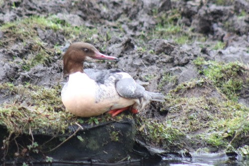 Goosander — foto 2 van 9