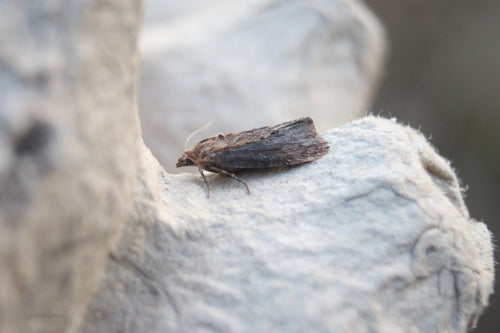 Galleria Mellonella — Bild 3