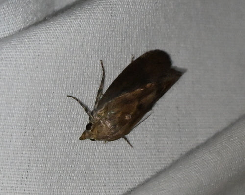 Galleria Mellonella — foto 5 van 12