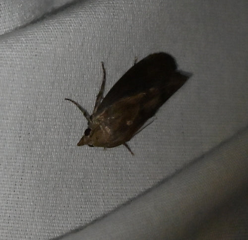 Galleria Mellonella — Bild 4