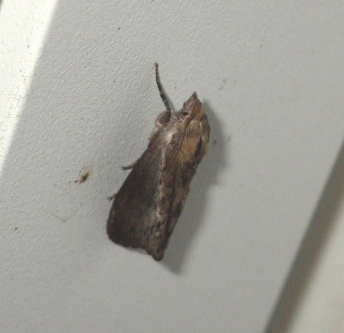 Galleria Mellonella — Bild 2