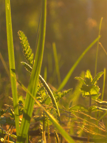 Germander Honor Award — foto 5 van 12
