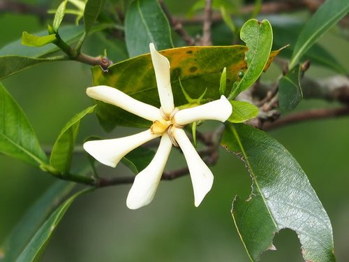gardenia — Bild 4