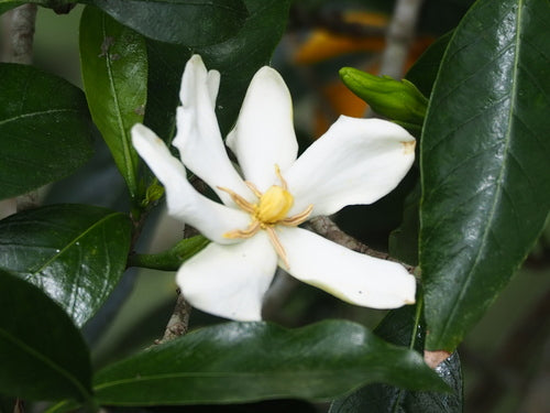 gardenia — Bild 2